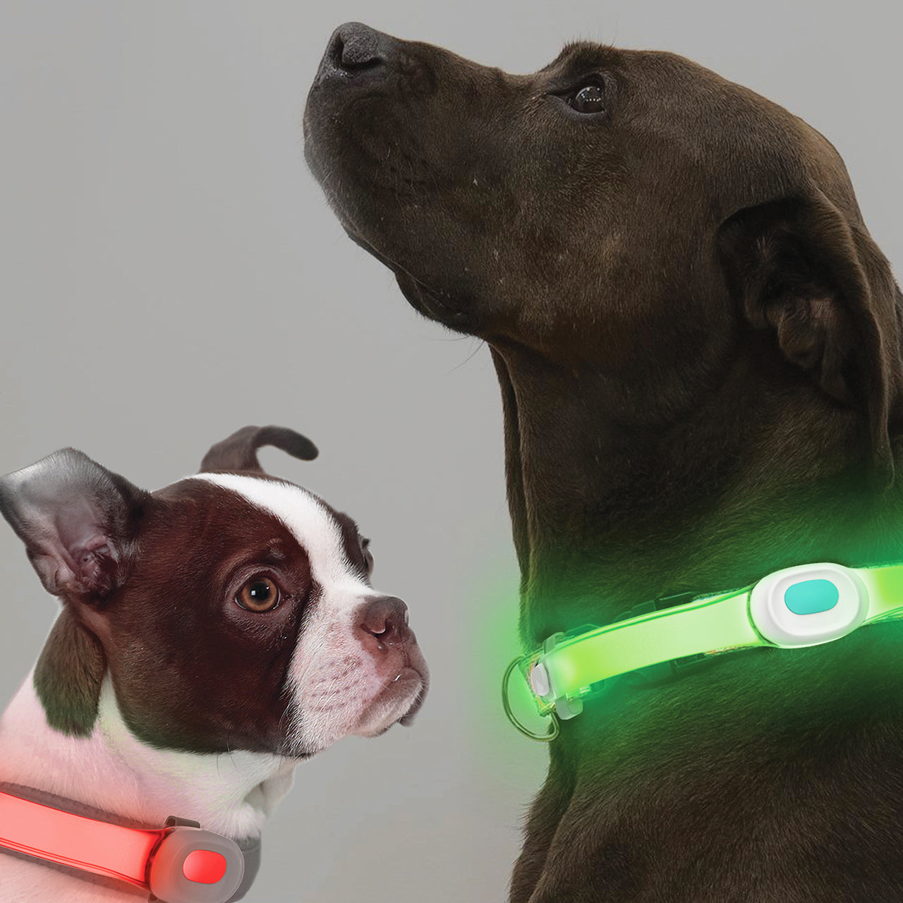 Visto Petsaber - Kaulapantavalo